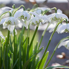 Flore Pleno Galanthus Bulbs