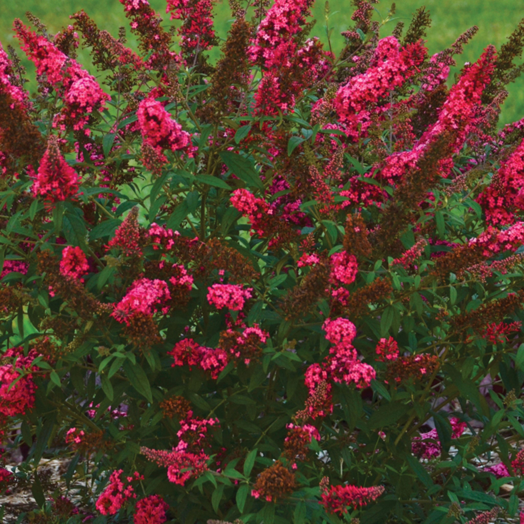 Prince Charming Buddleia