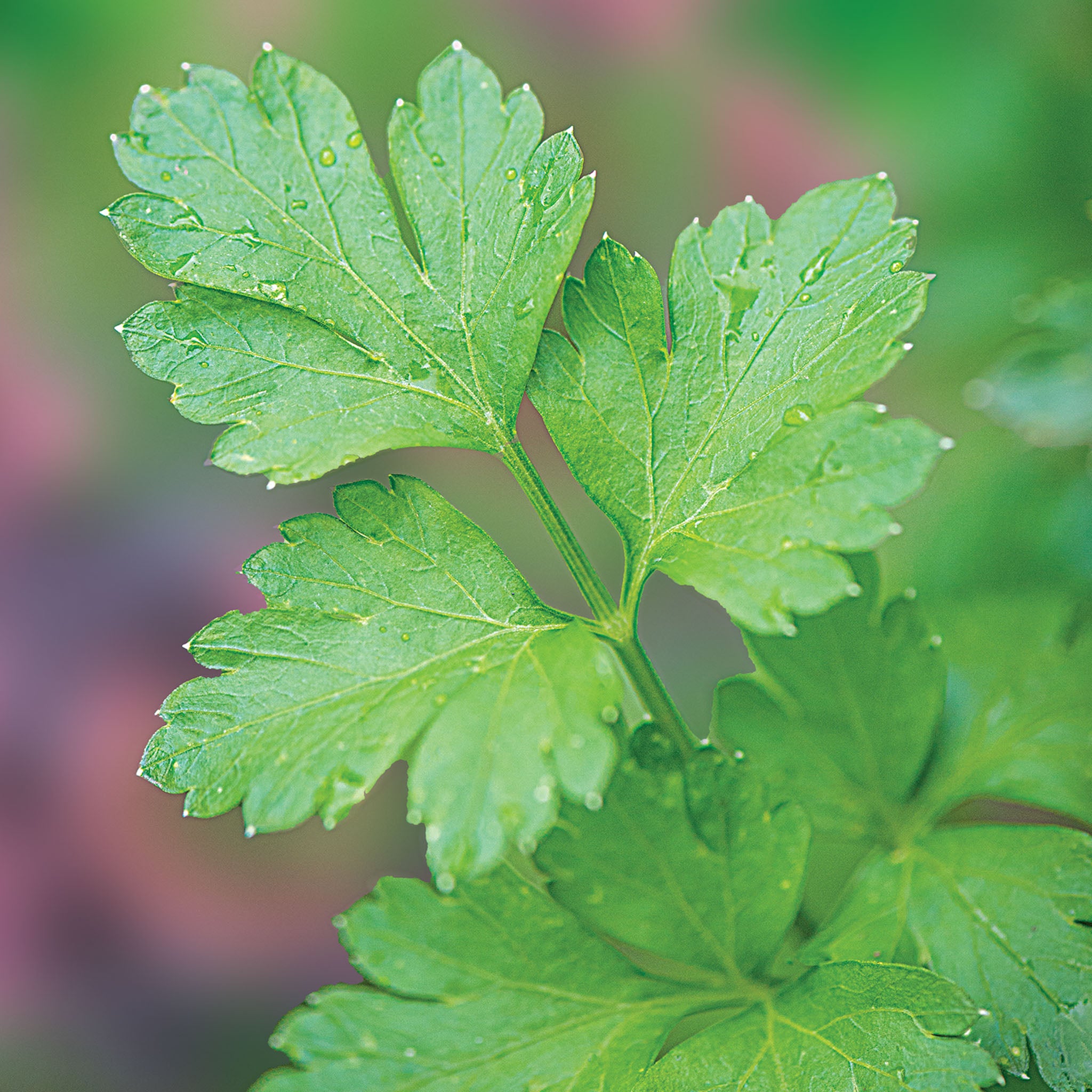 Italian Dark Green Organic Parsley