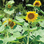 Pikes Peak Sunflower