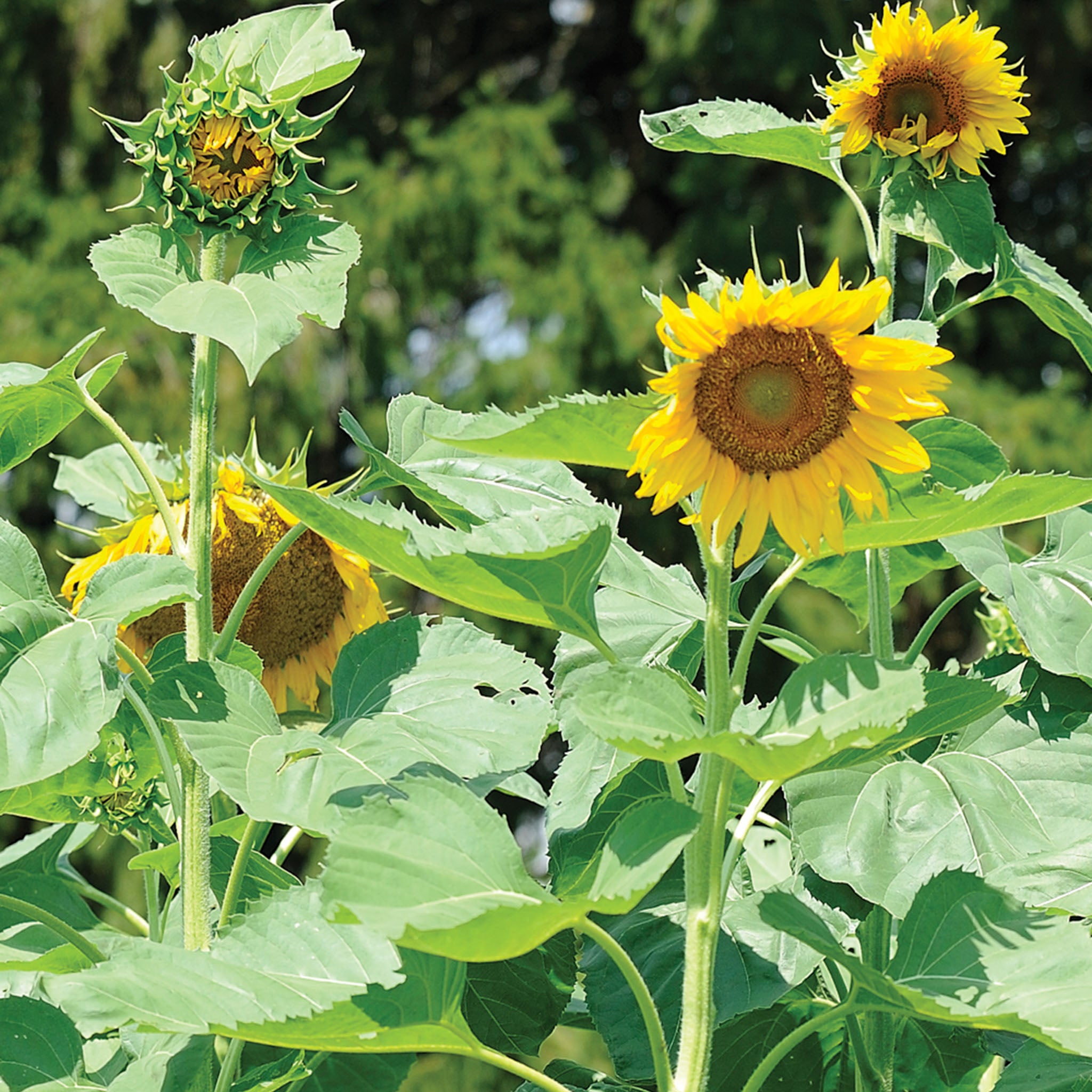 Pikes Peak Sunflower