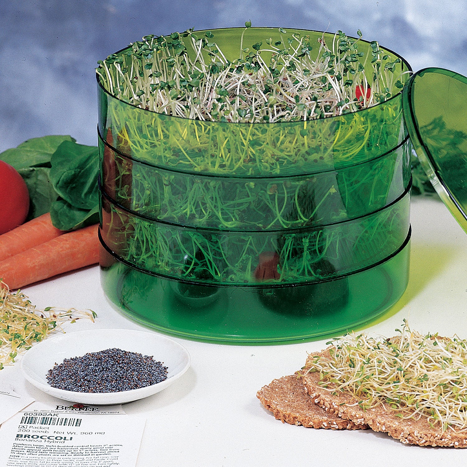 Broccoli Sprout