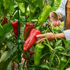 Burpee Garden Sown™ The Groundfather Sweet Pepper
