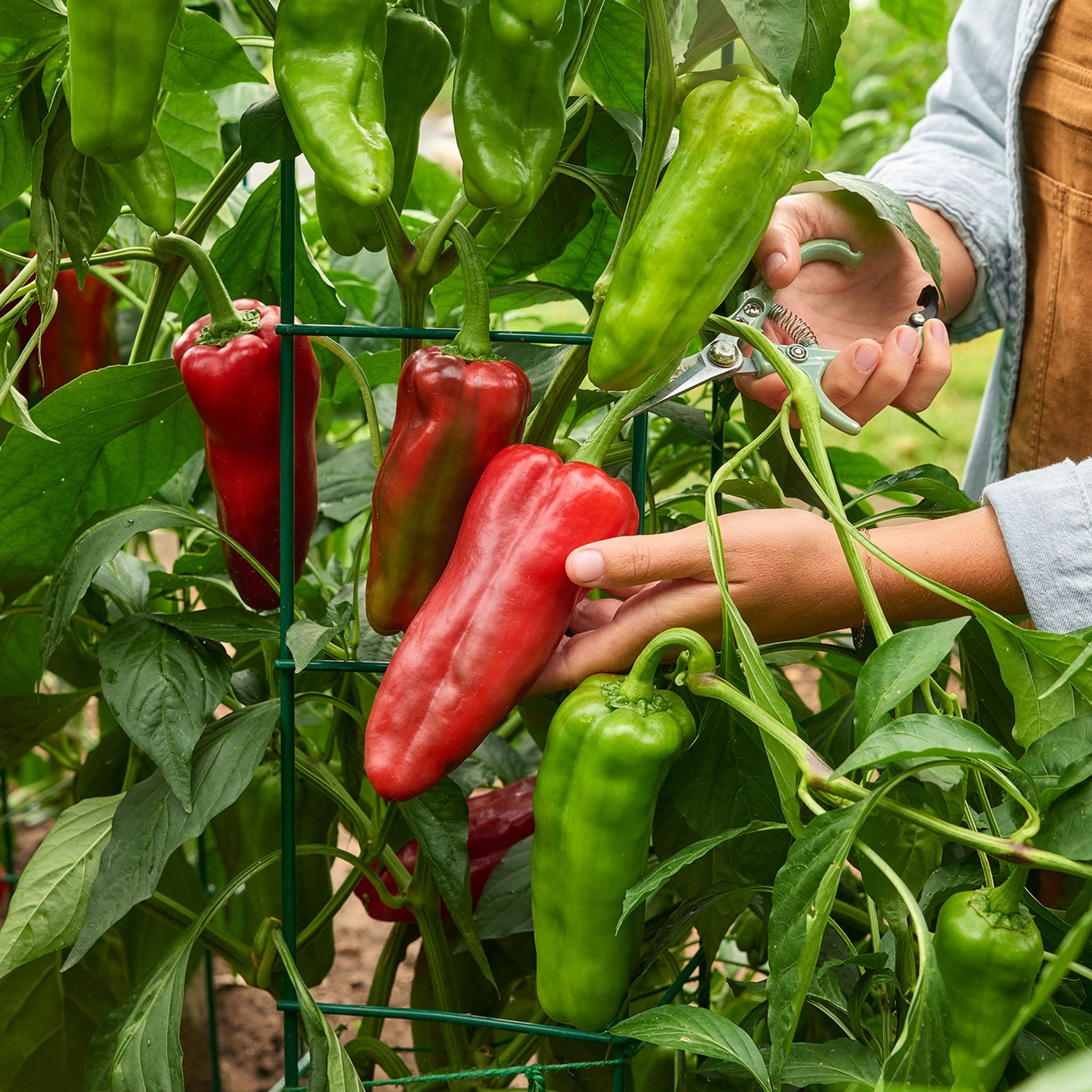 Burpee Garden Sown™ The Groundfather Sweet Pepper