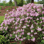 Bloomerang Purpink Lilac