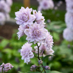 Highlander Moonlight Delphinium Bare Root