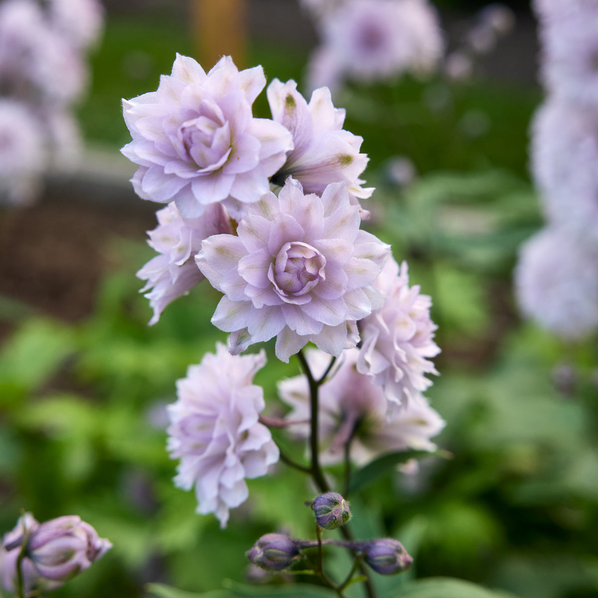 Highlander Moonlight Delphinium Bare Root
