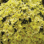 Mammoth Daisy Quill Yellow Garden Mum