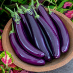 Purple Knight Eggplant