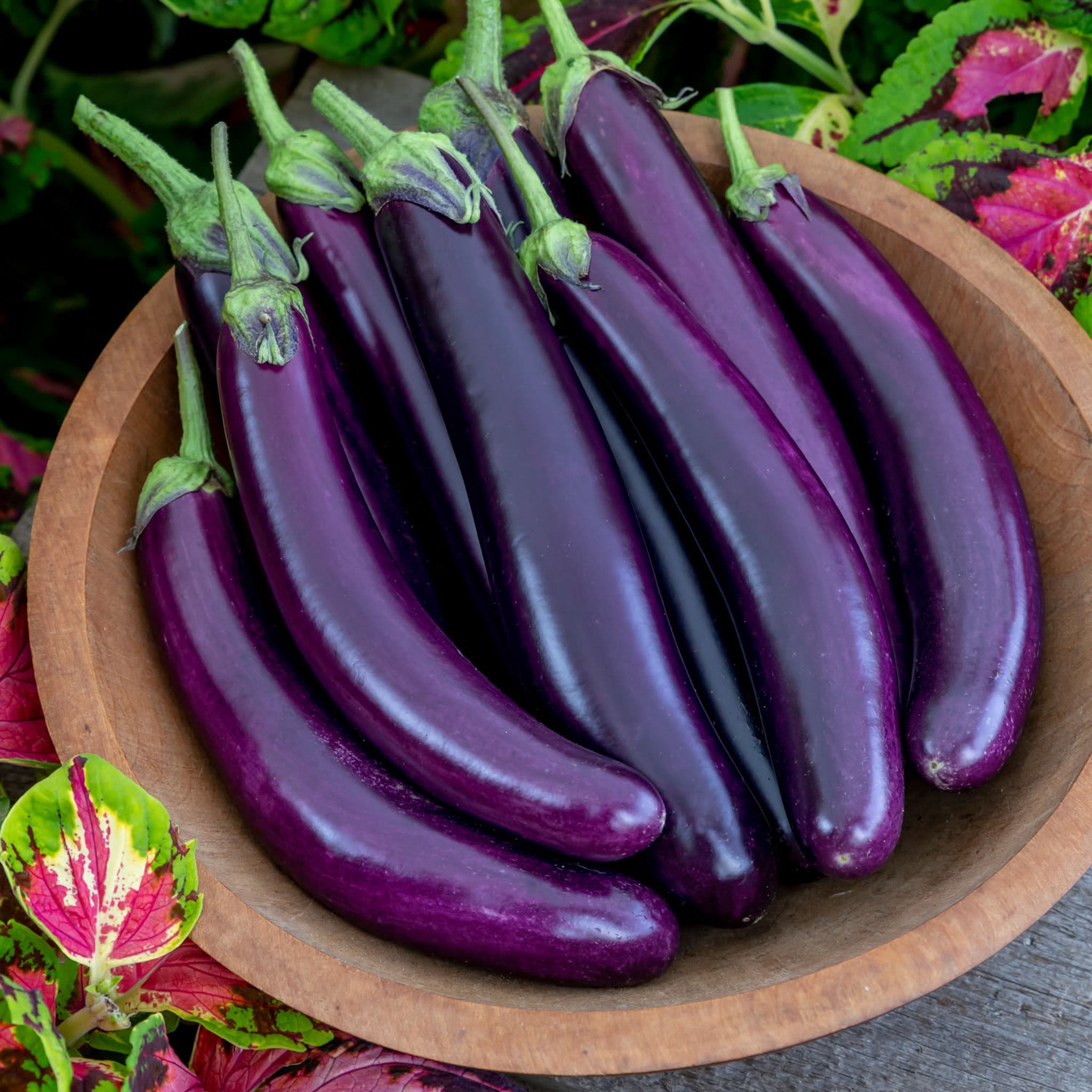 Purple Knight Eggplant