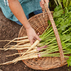 Hollow Crown Parsnip