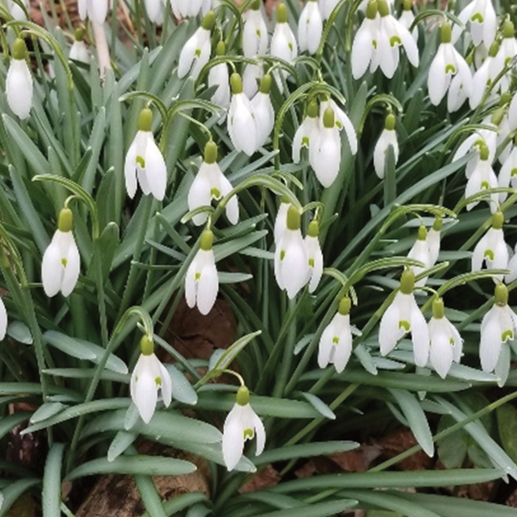 Galanthus Nivalis Bulbs