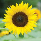 Jua Maya Sunflower