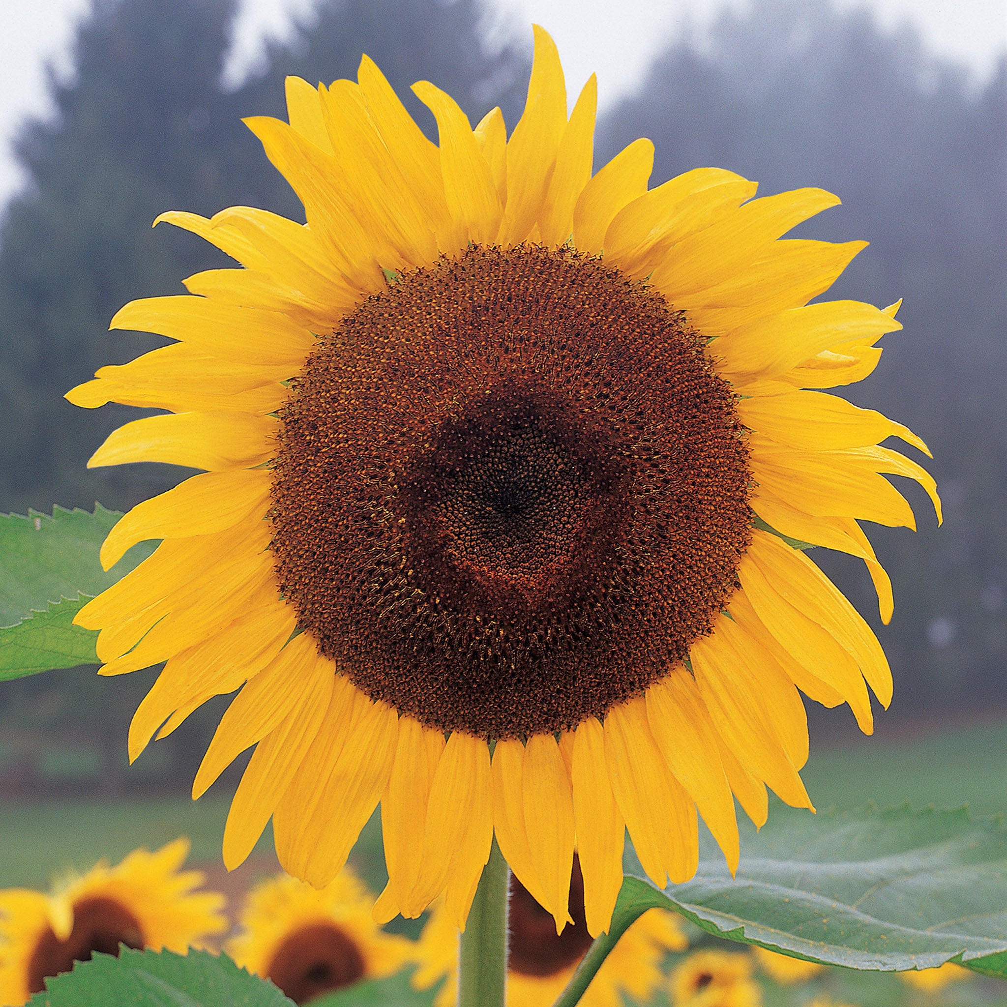 Kong Sunflower