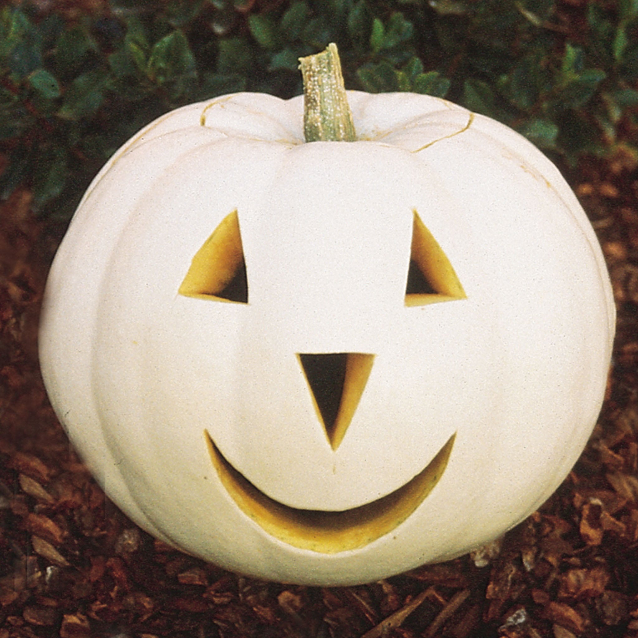 Lumina Pumpkin