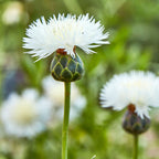 The Bride Centaurea