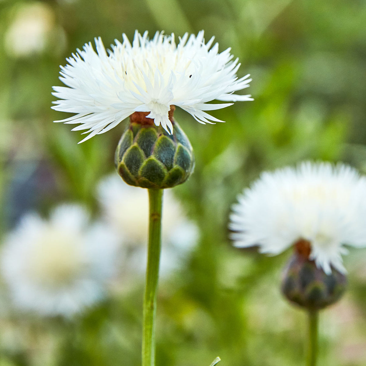 The Bride Centaurea