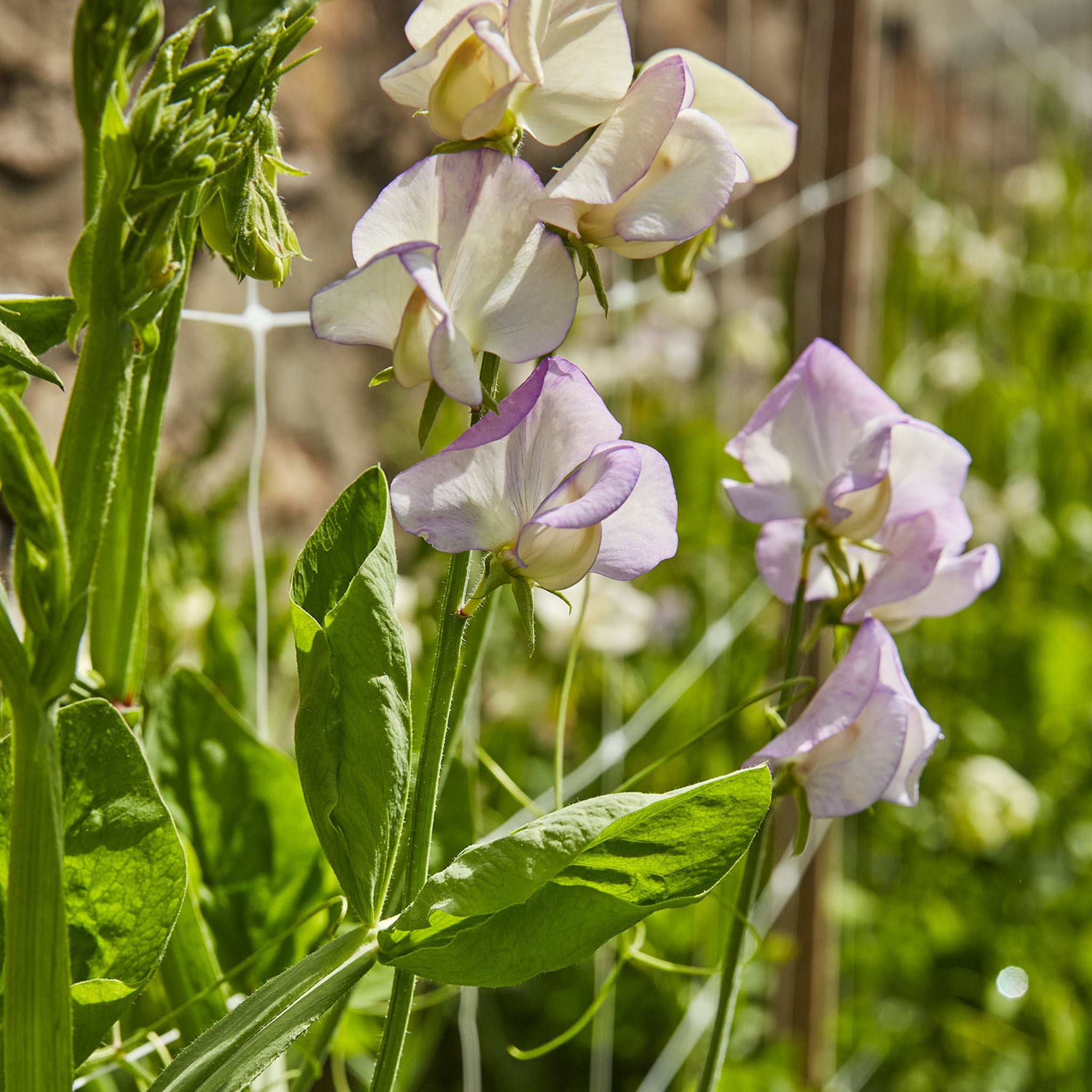 High Scent Sweet Pea