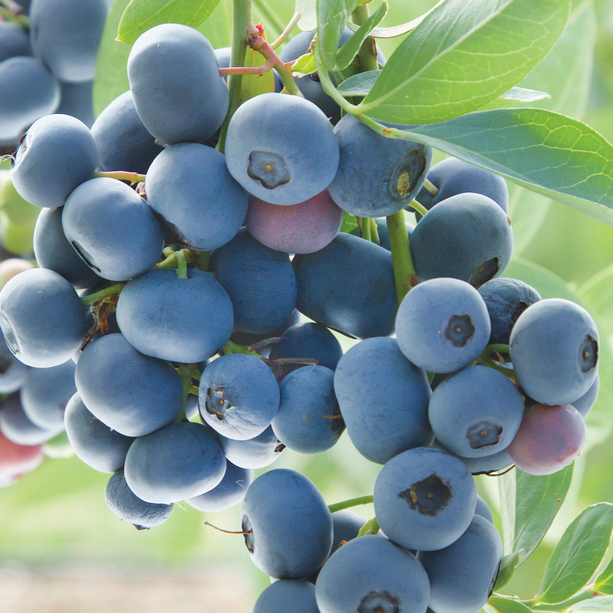 Prairie Berry Blueberry