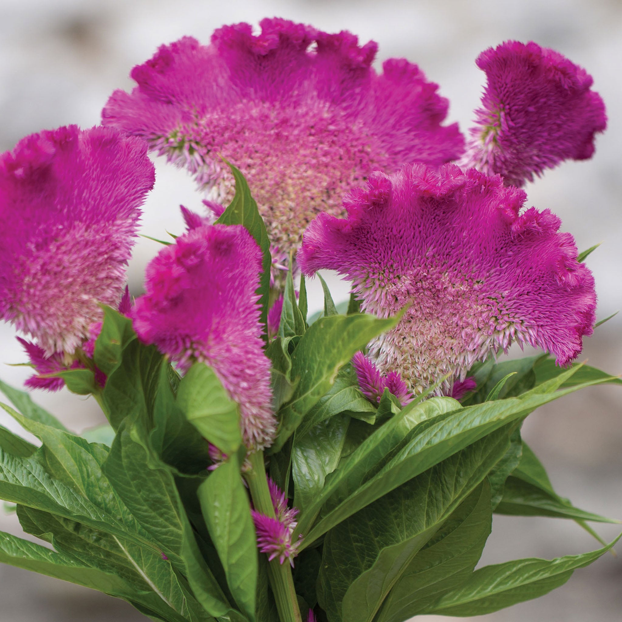 Fan Dance Purple Celosia Cristata