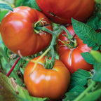 Jersey Boy Tomato