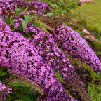 Violet Cascade Buddleia