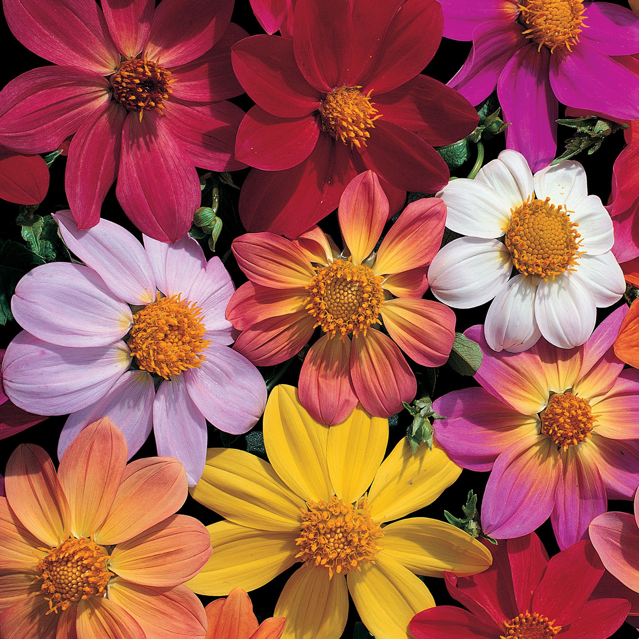 Victoriana Mix Dahlia