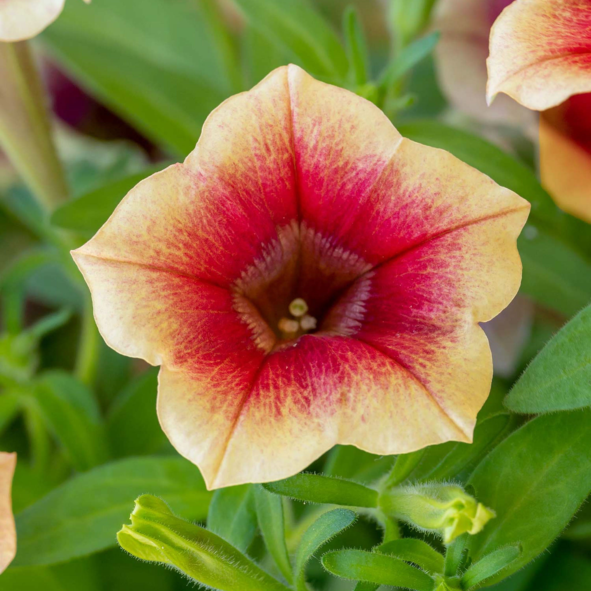 Fun House Peach Melba Petunia
