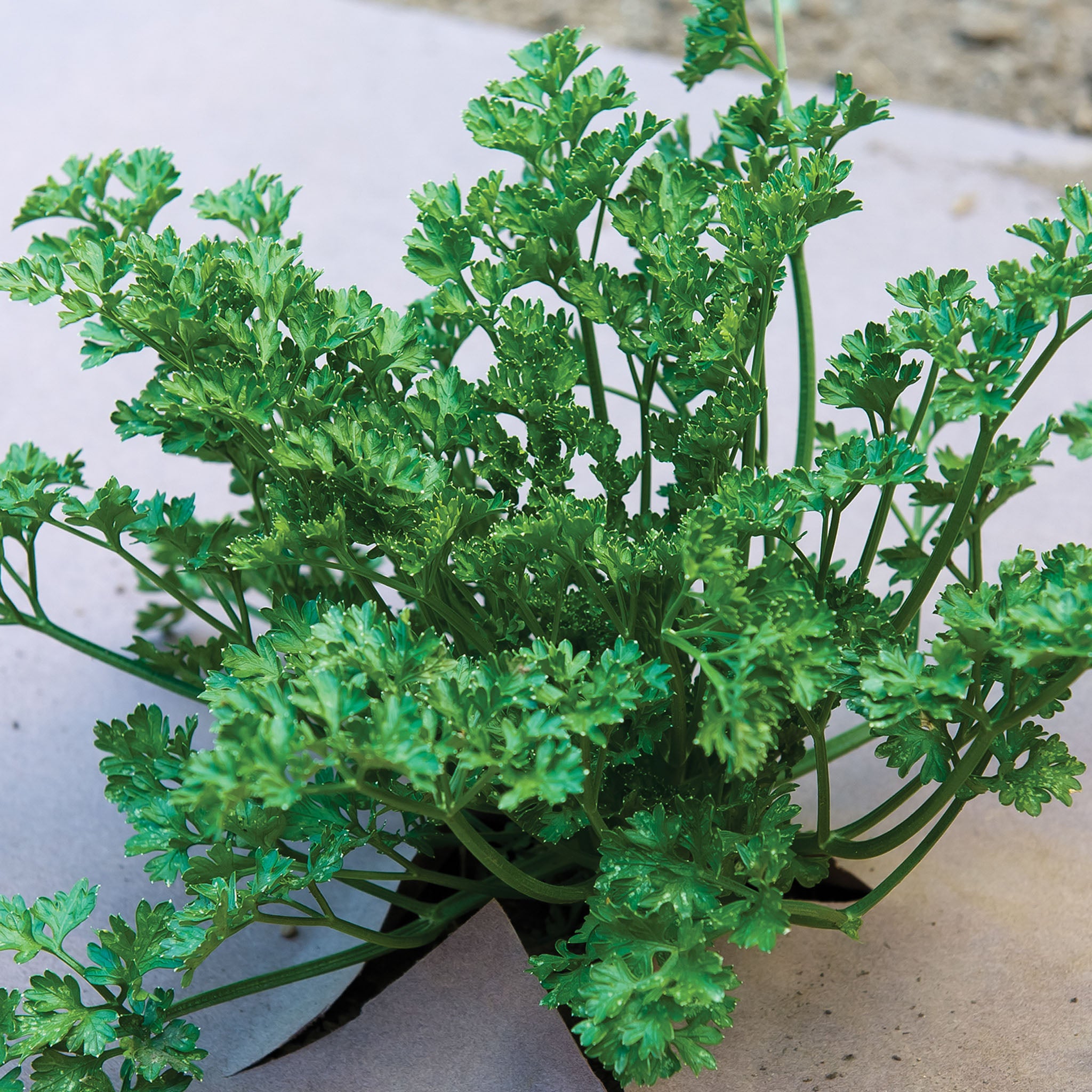 WeedGuard Plus Fertilized Mulch