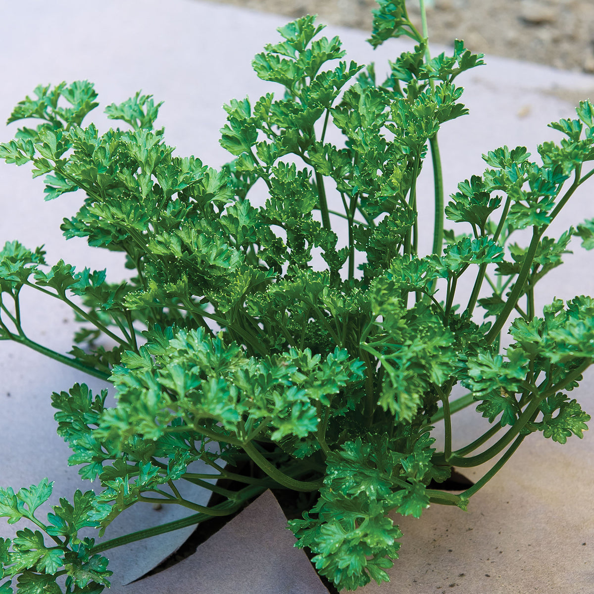 WeedGuard Plus Fertilized Mulch