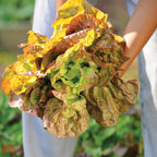 Four Seasons Lettuce