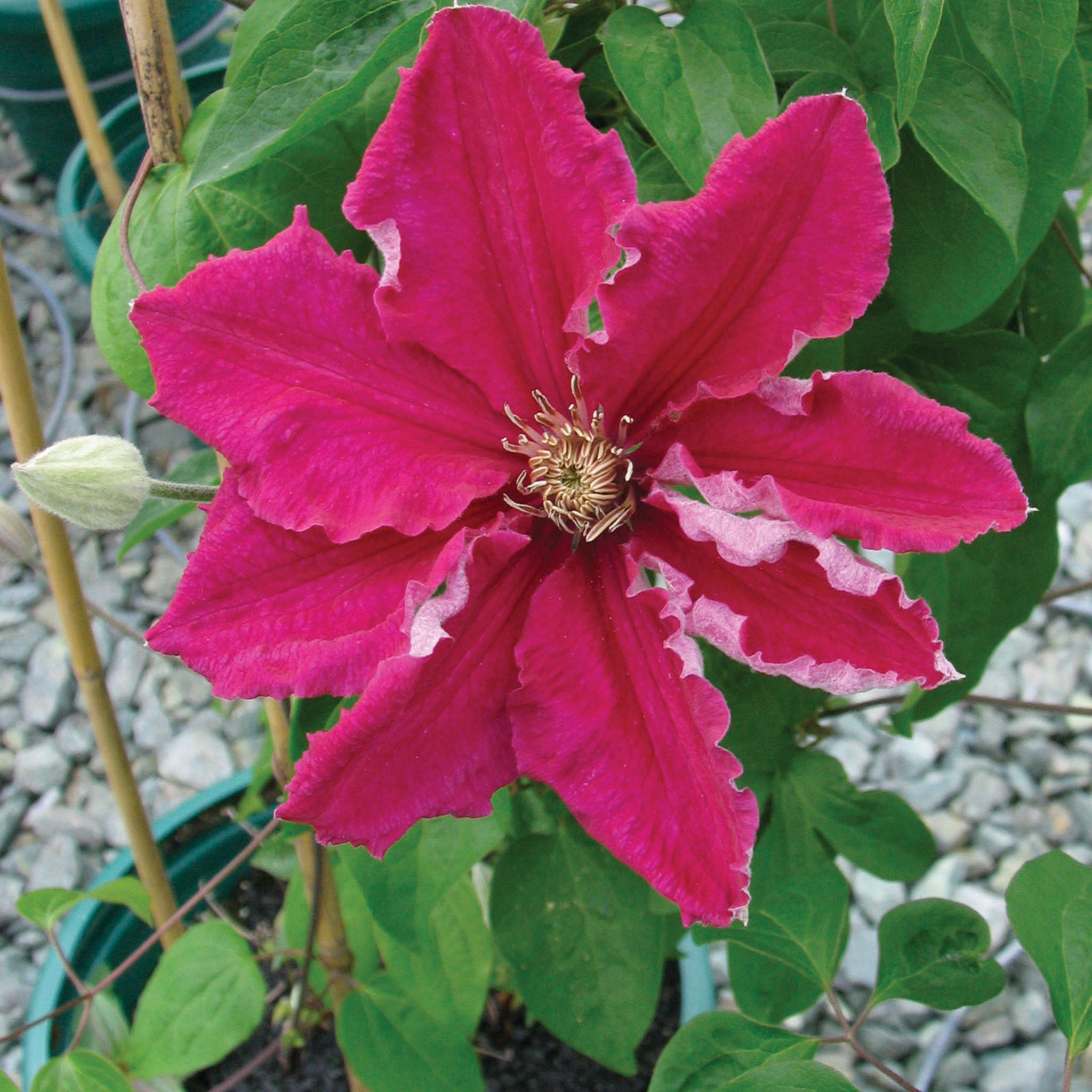 Ernest Markham (red) Clematis