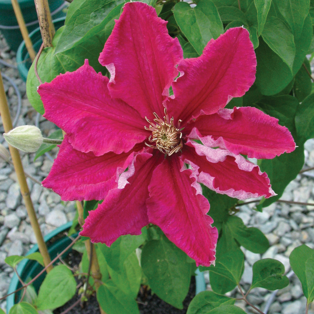 Ernest Markham (red) Clematis