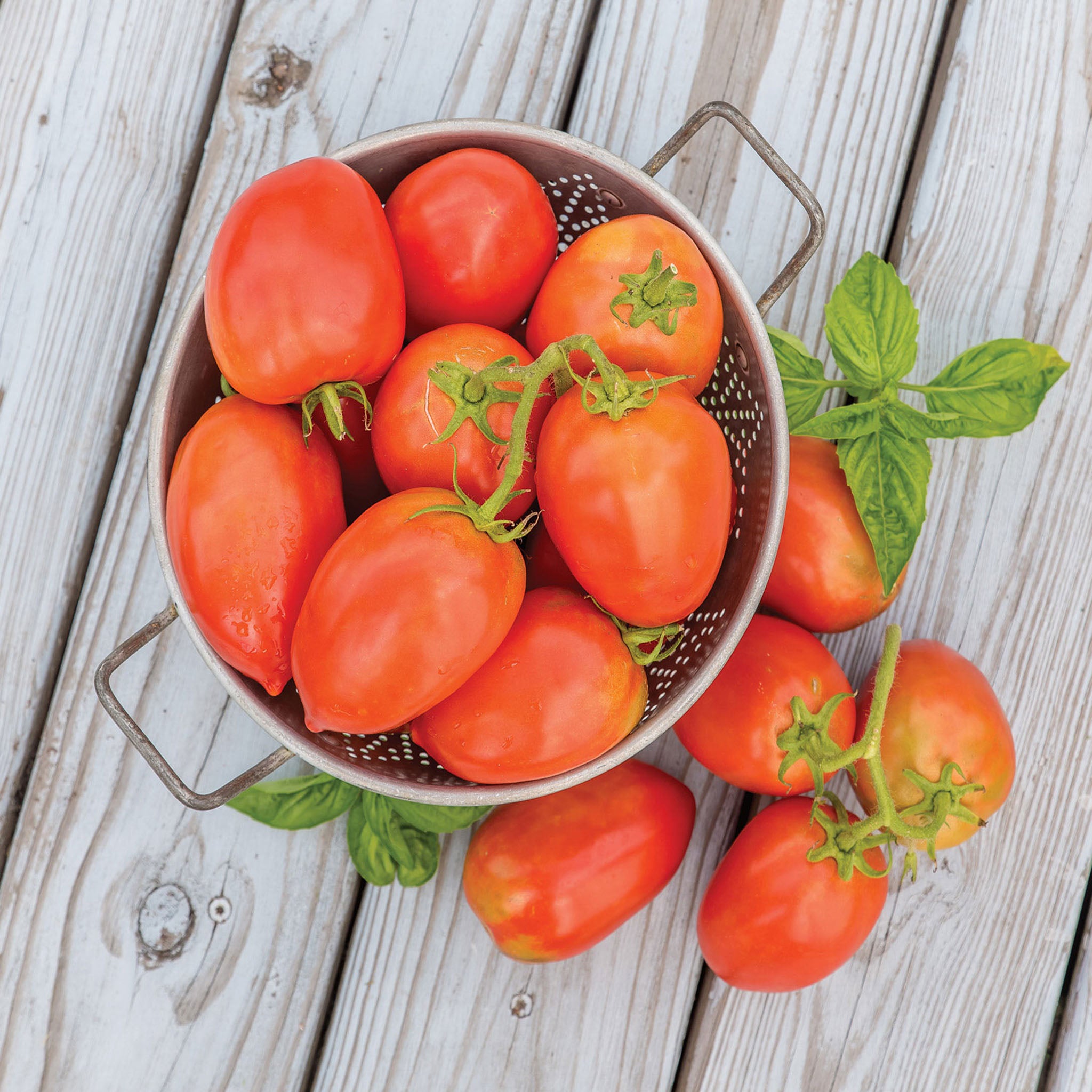 Gladiator Tomato