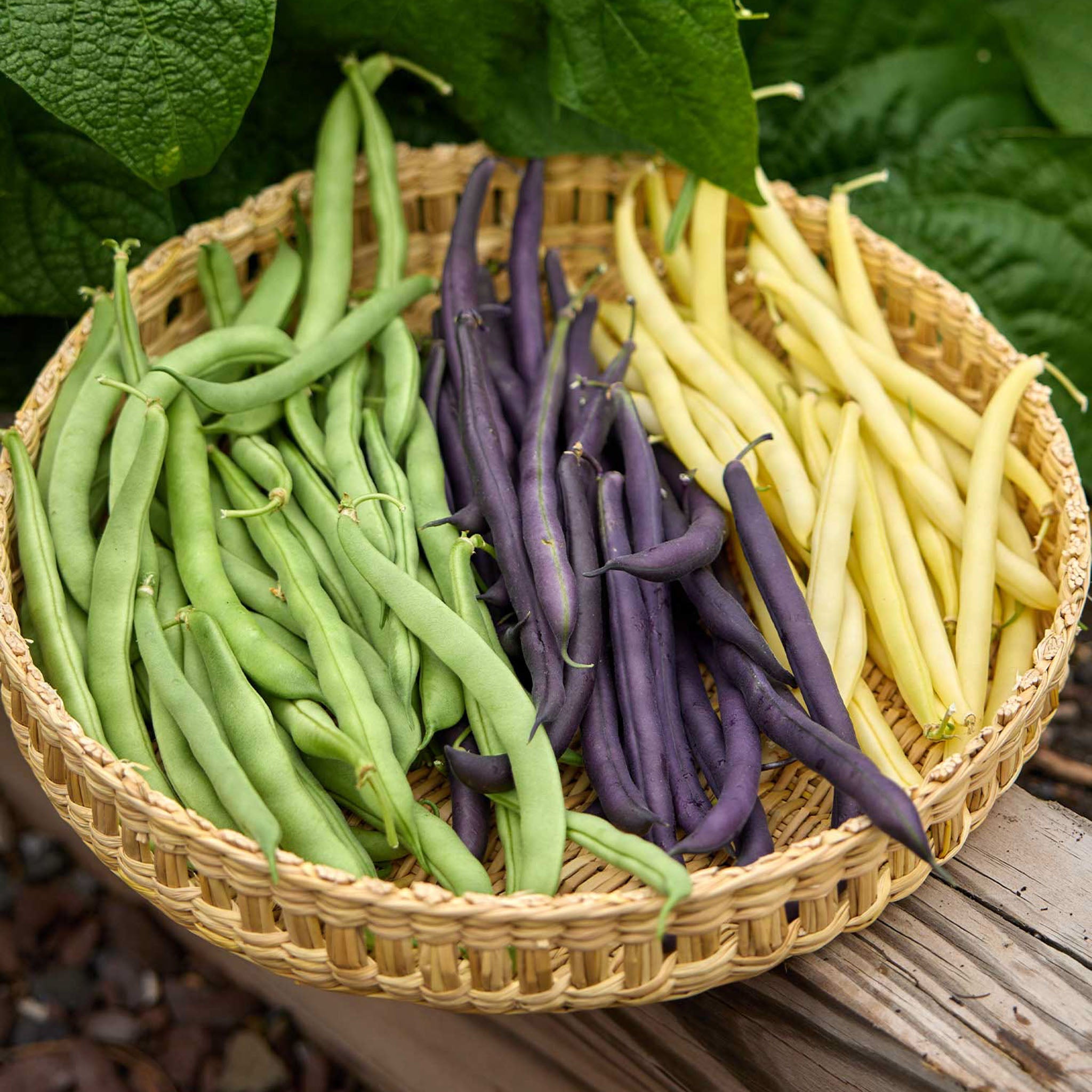 Three Color Blend Bean