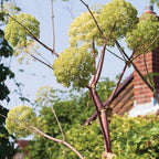 Holy Ghost Root Angelica