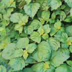 Patchouli Herb