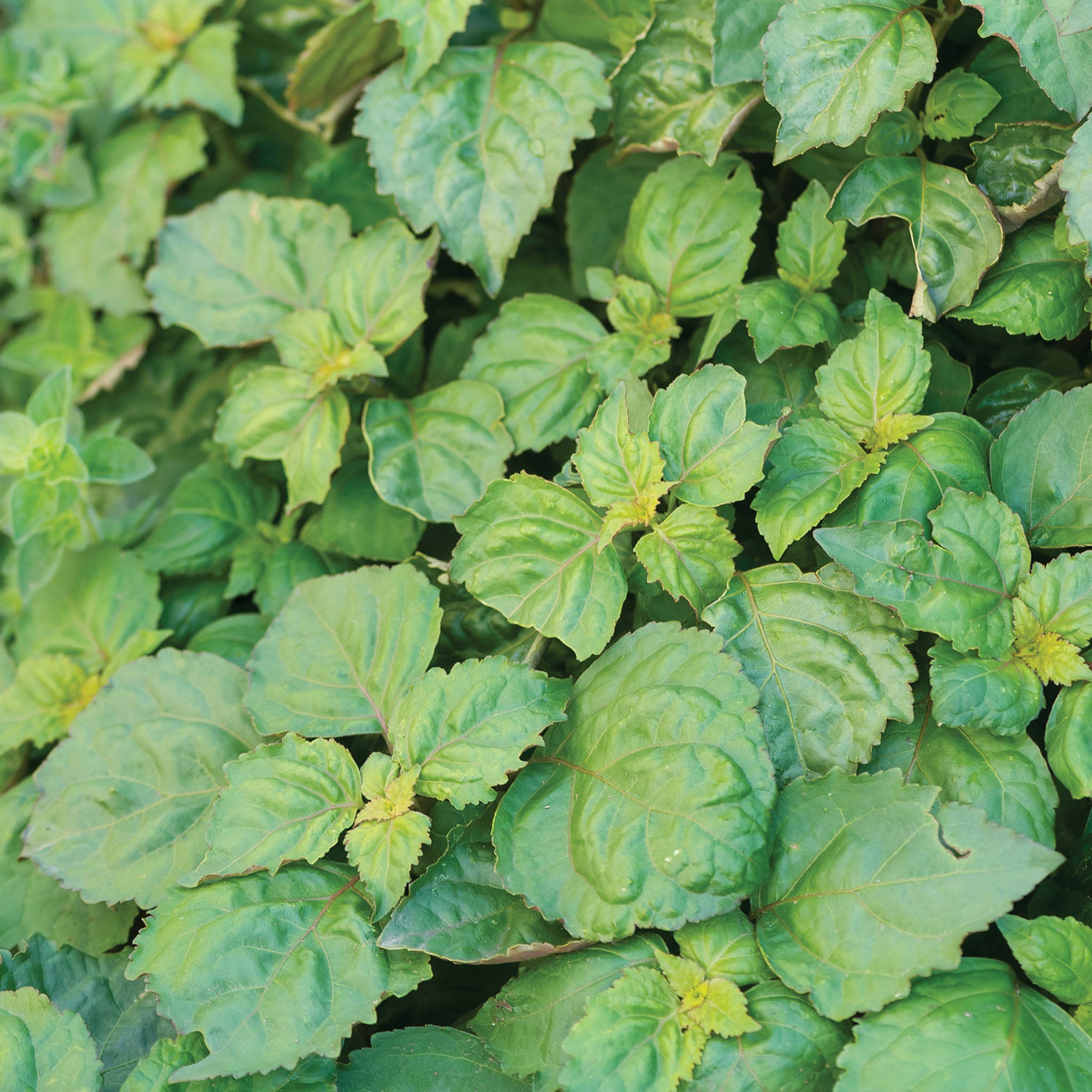 Patchouli Herb