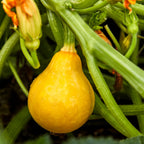 Lemon Drop Summer Squash