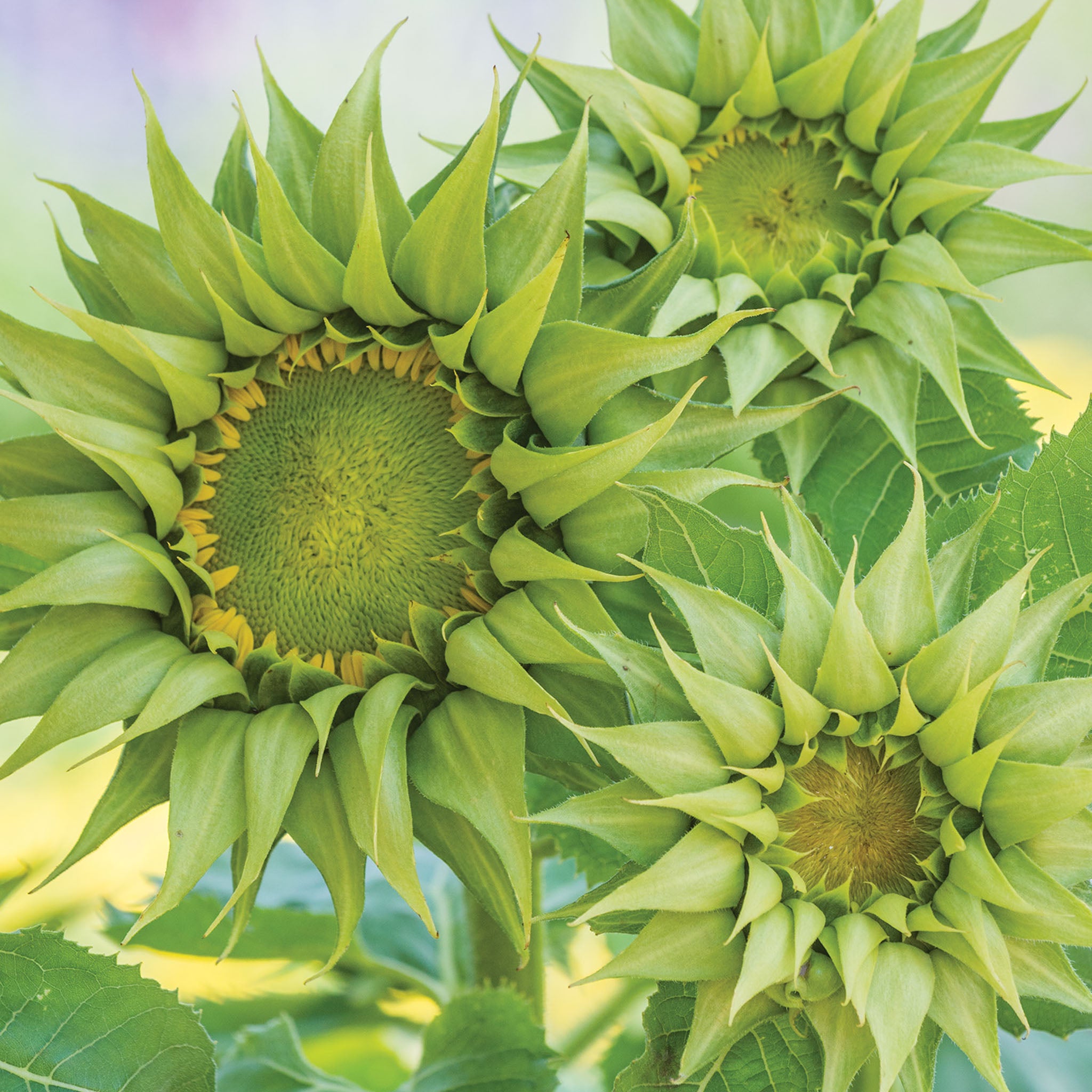 Sun-Fill Green Sunflower