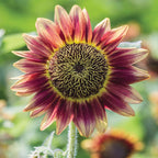 Crimson Blaze Sunflower