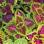 Giant Leaf Mix Coleus