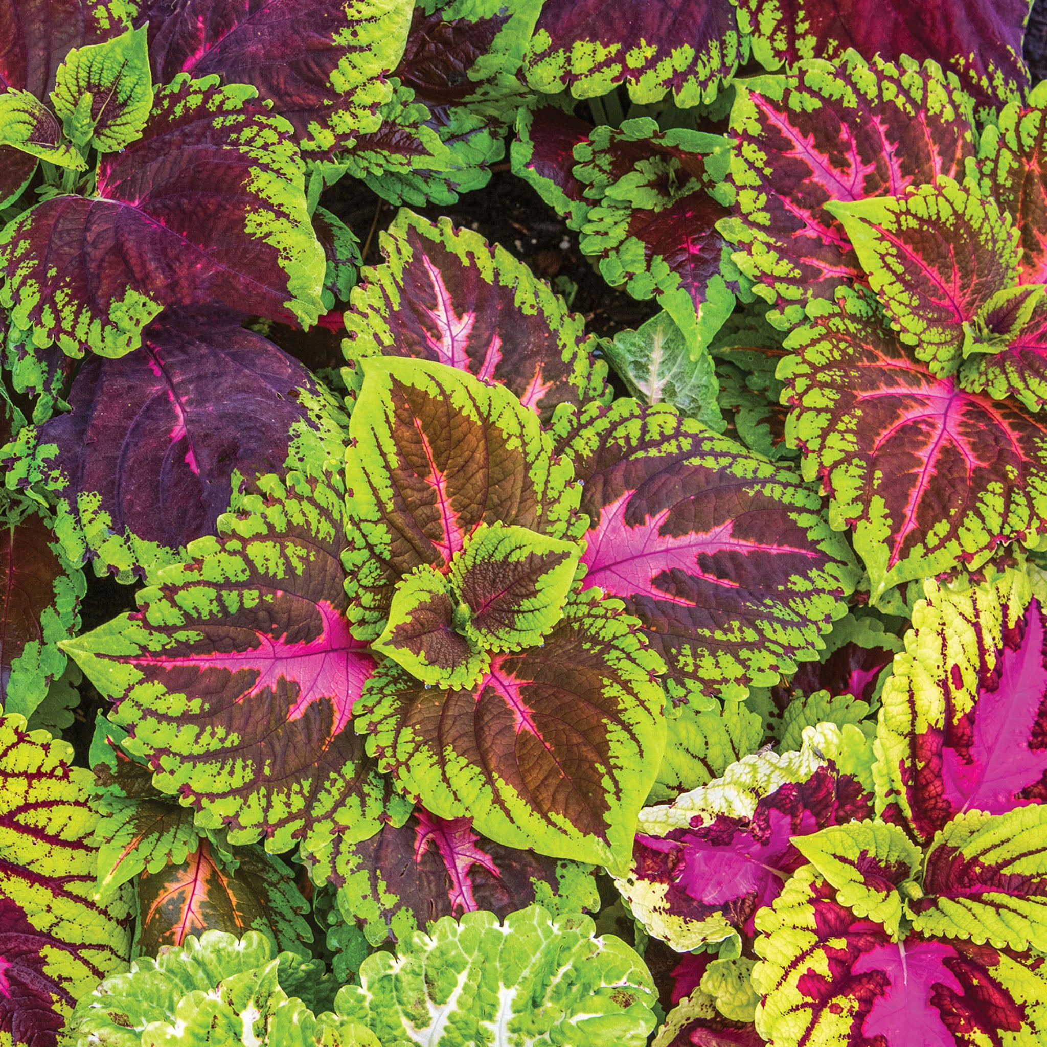 Giant Leaf Mix Coleus