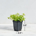 Golden Oregano Herb