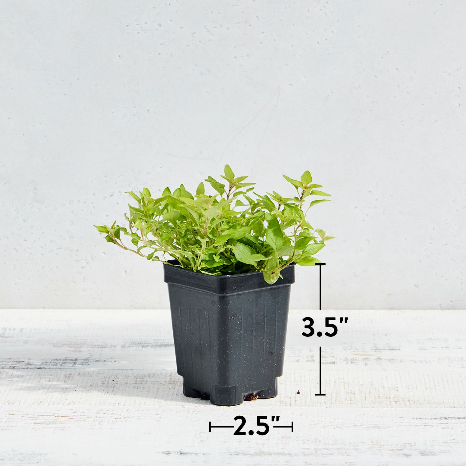 Golden Oregano Herb