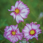 Capriola Cosmos