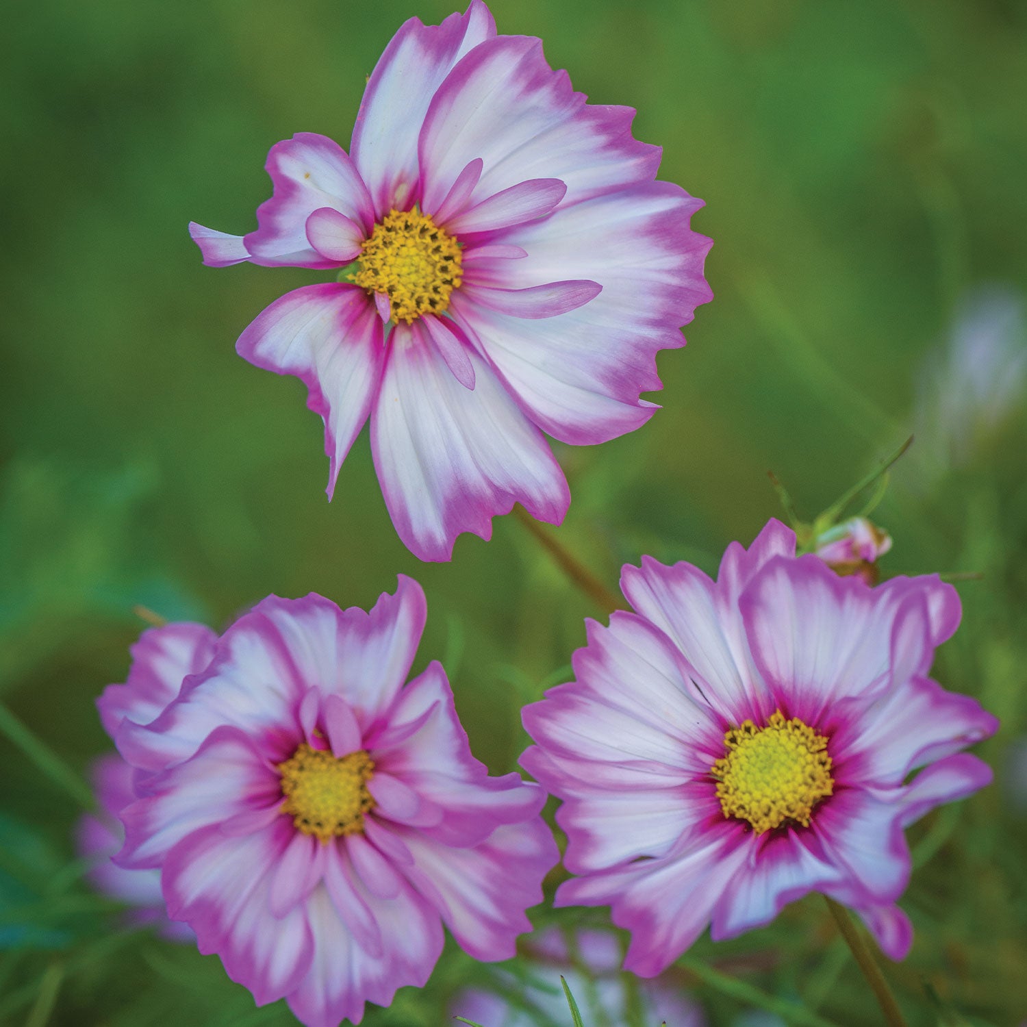 Capriola Cosmos