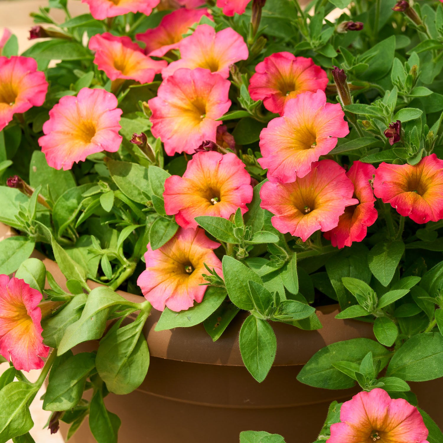 Crazytunia Mayan Sunset Petunia