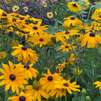 Pot of Gold Rudbeckia Bare Roots