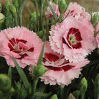 Raspberry Surprise Dianthus